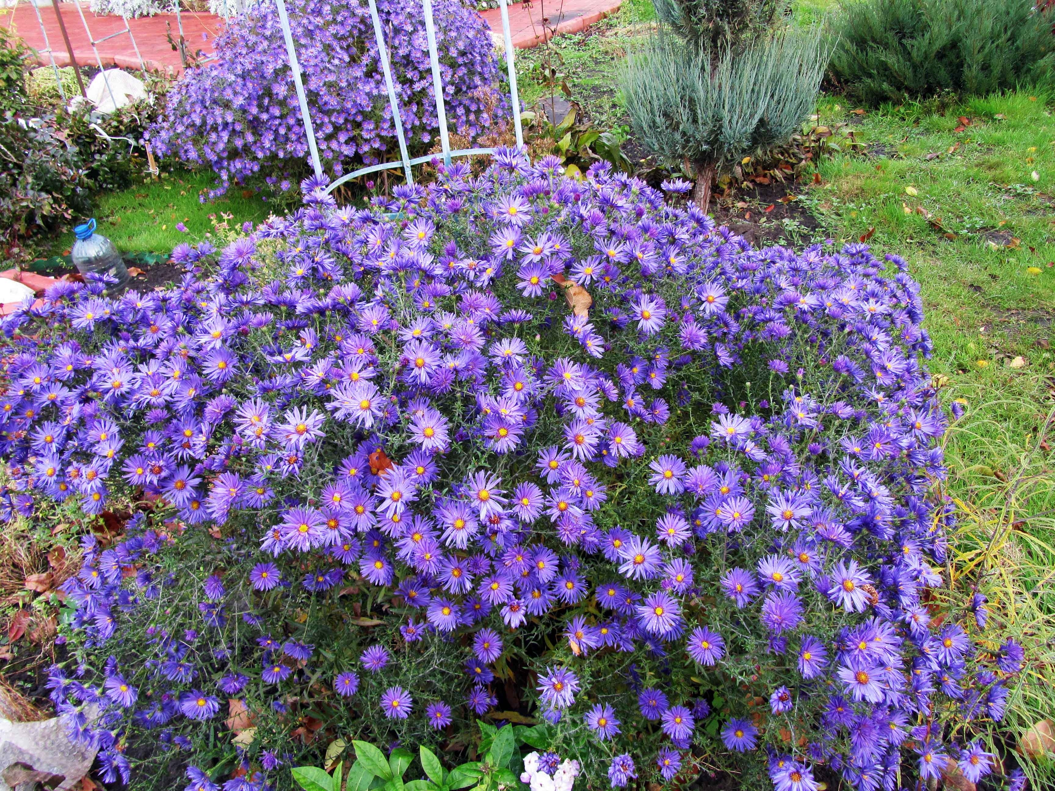 Exuberantes arbustos de aster