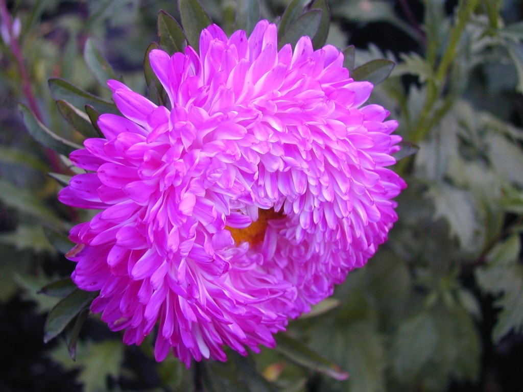 Sombra brillante de pétalos de aster