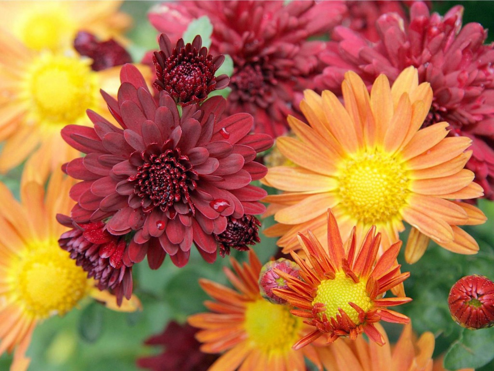 Juego brillante de sombras en flores.