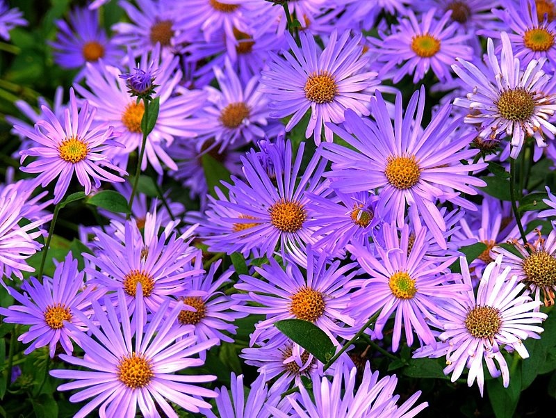 Aster lila de color pequeño