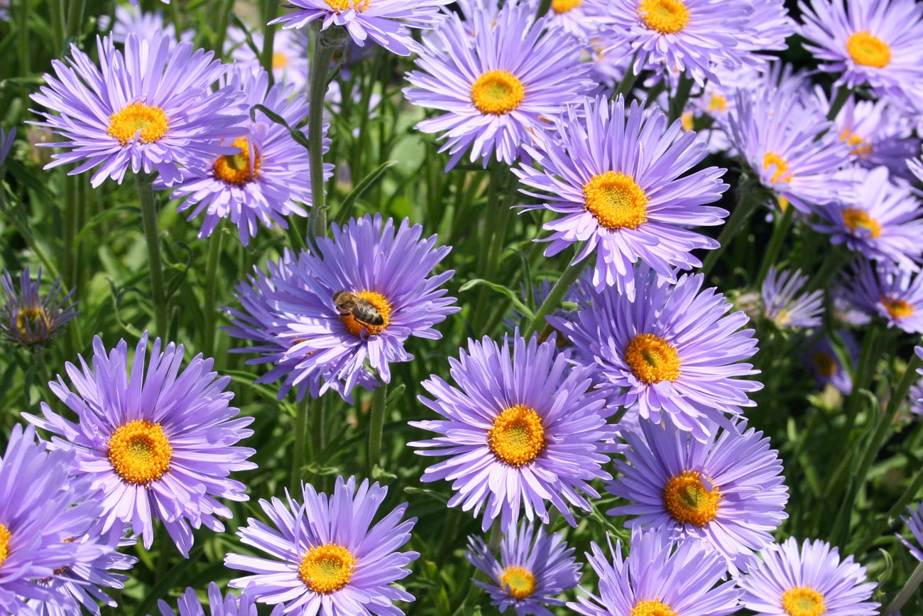 Pequeñas flores de aster lila