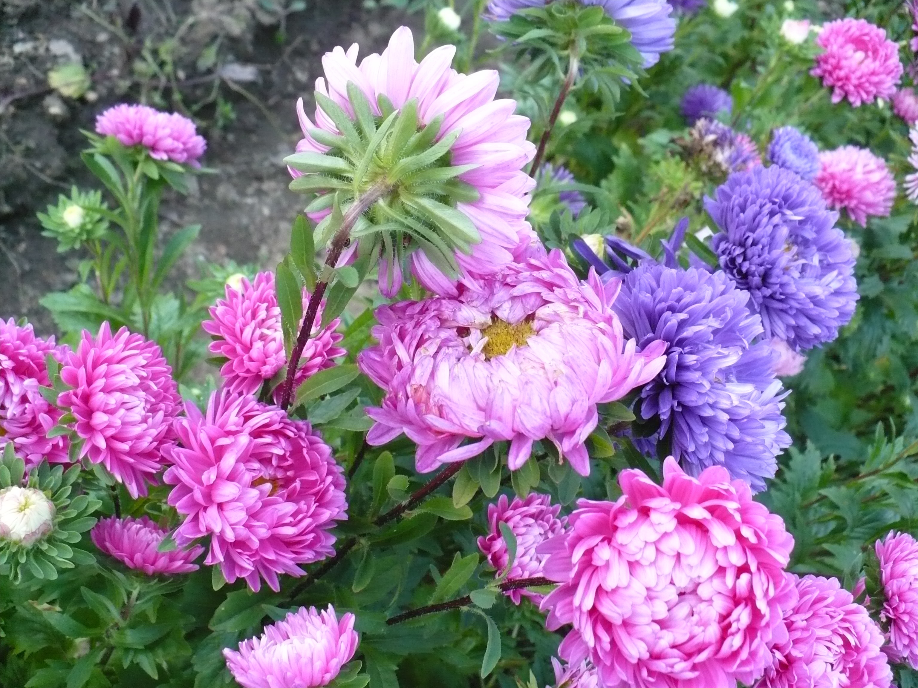 Ásteres brilhantes em um canteiro de flores