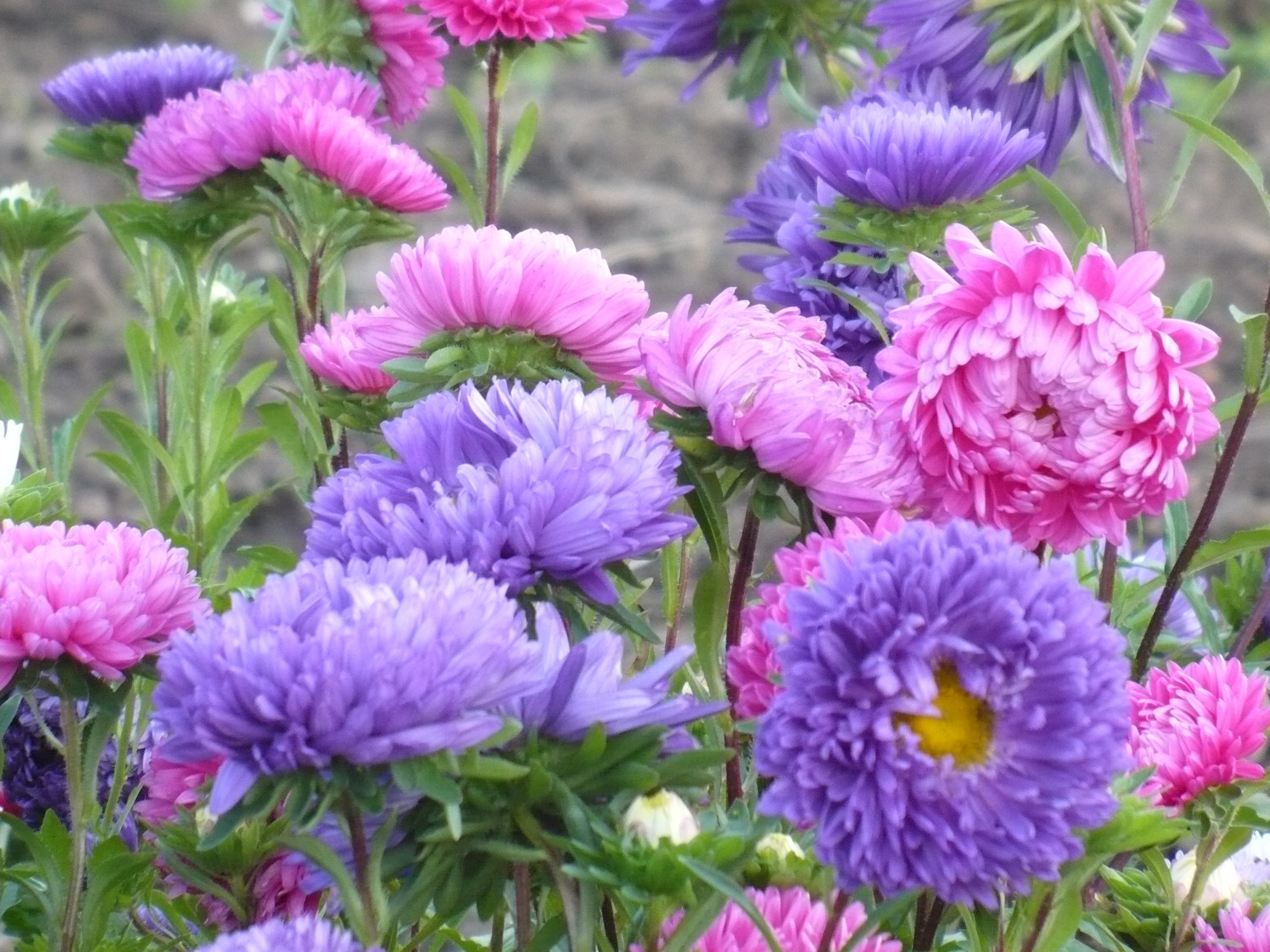 Asters no canteiro de flores