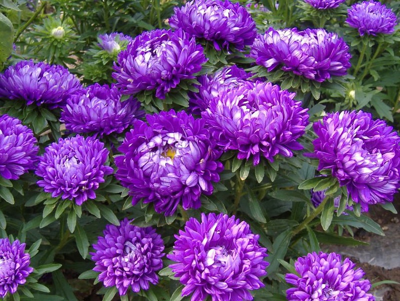 A cor suculenta dos ásteres no canteiro de flores