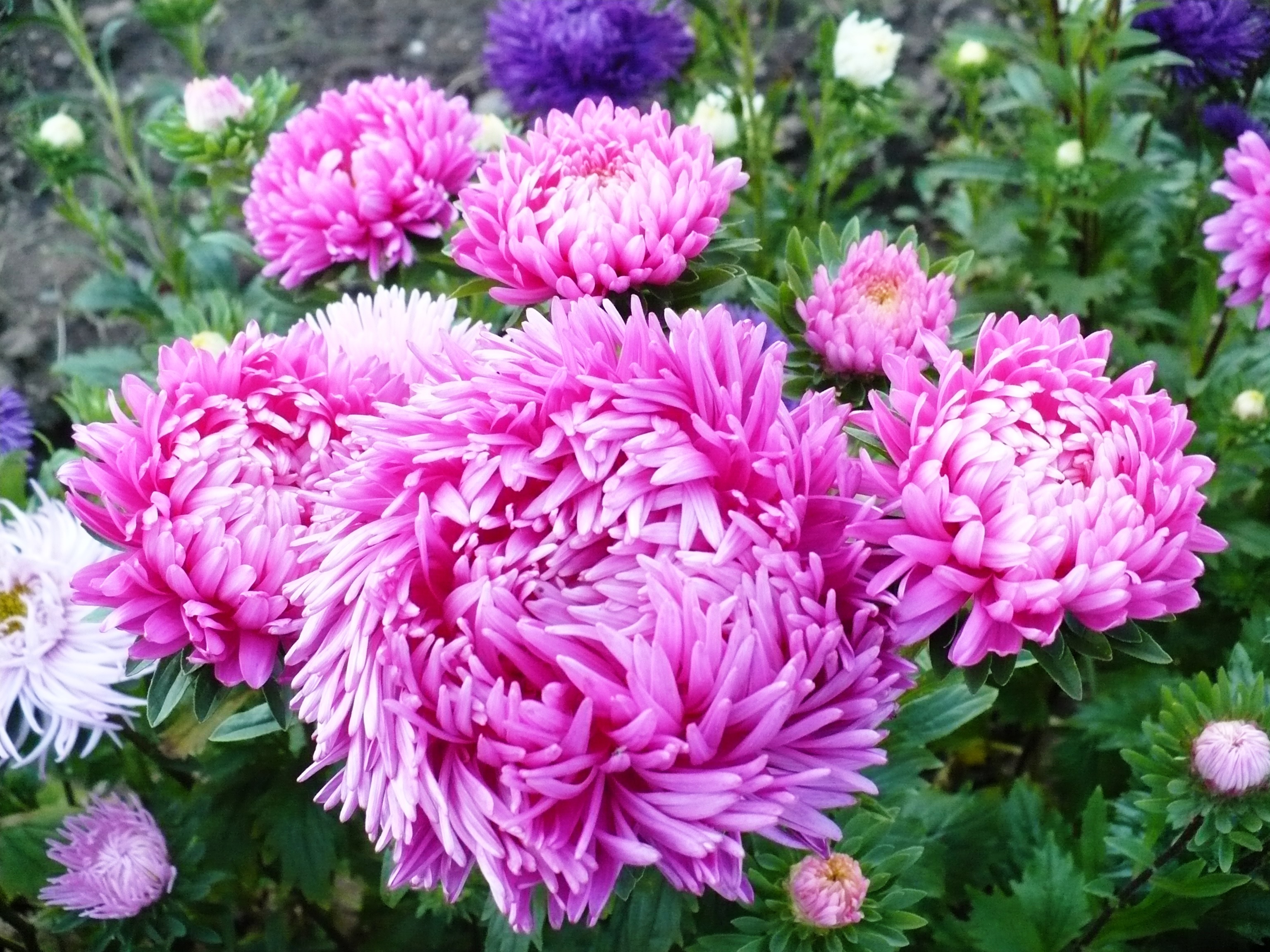 Flor de aster rosa grande