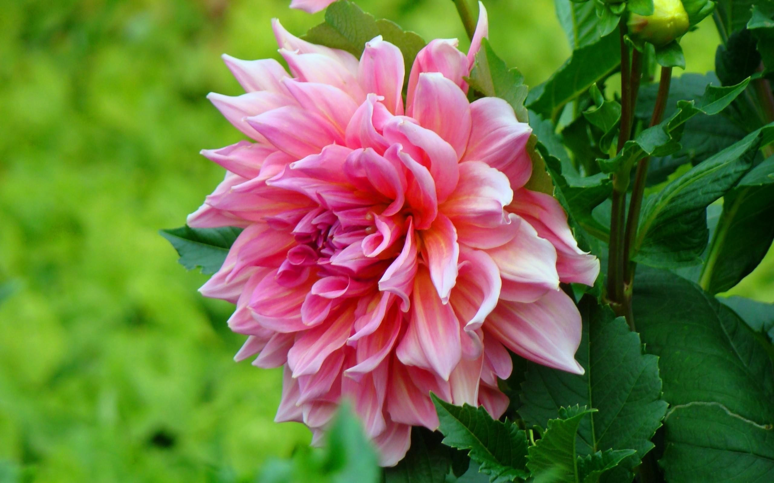 Aster elegante con pétalos puntiagudos