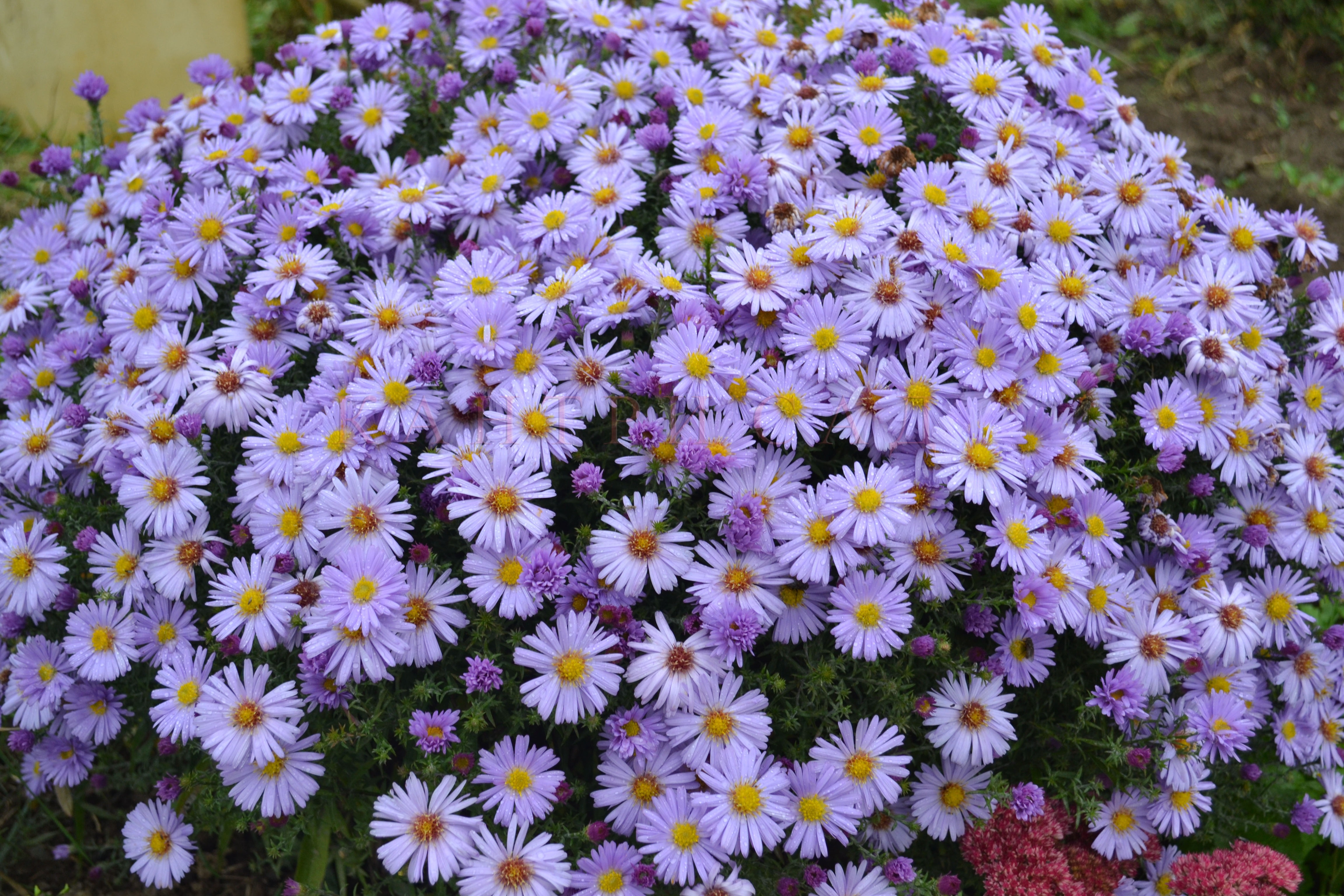 Exuberante arbusto de pequeños ásteres en flor