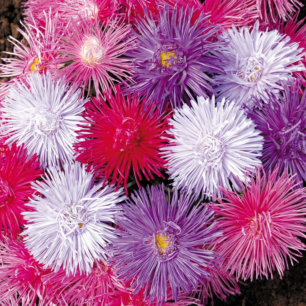 Šopek barvnih aster