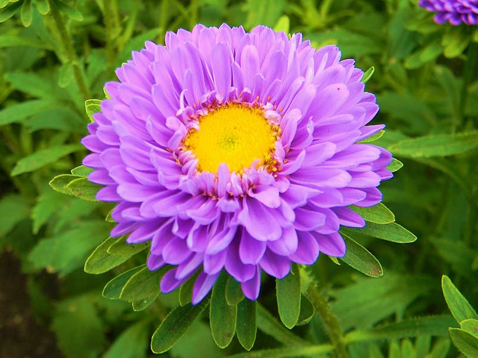 Aster com um grande centro amarelo