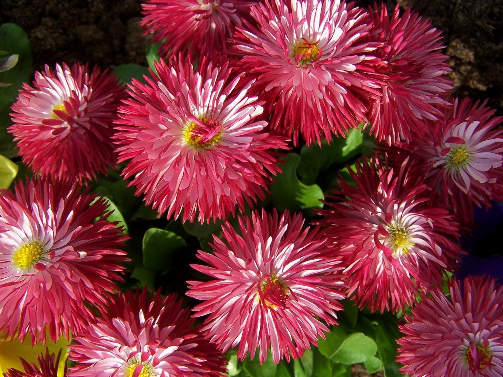 Burgundski cvetni listi aster