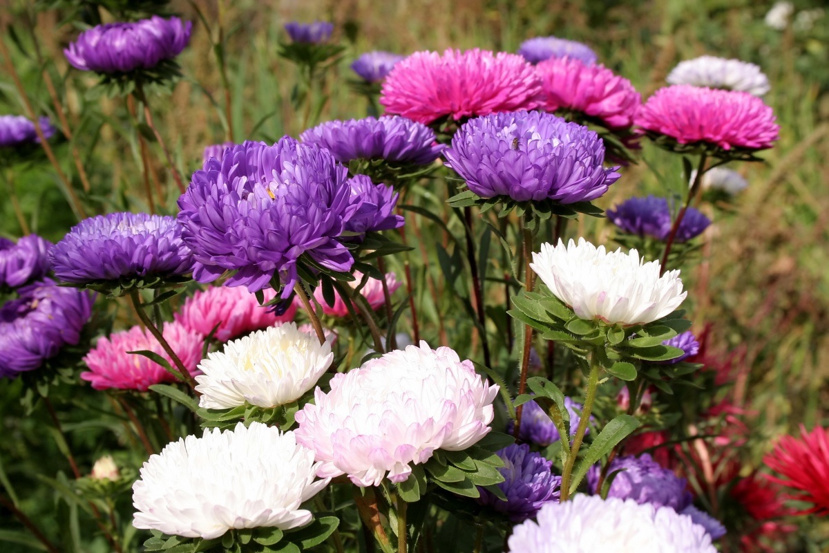 Asters na osebni parceli