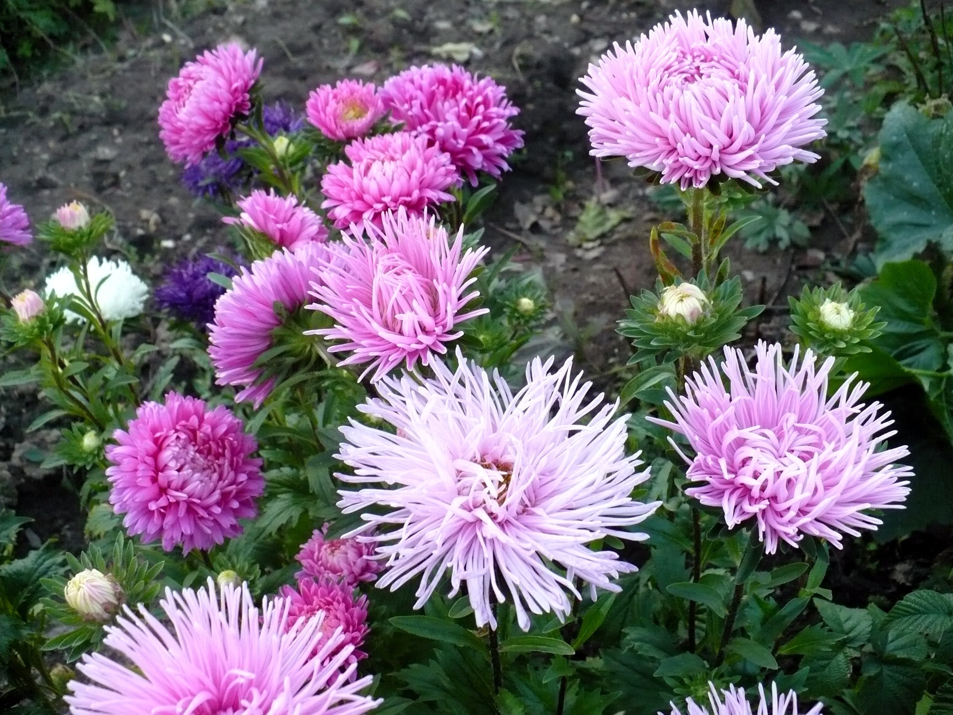 Ásteres rosa pálido em um canteiro de flores