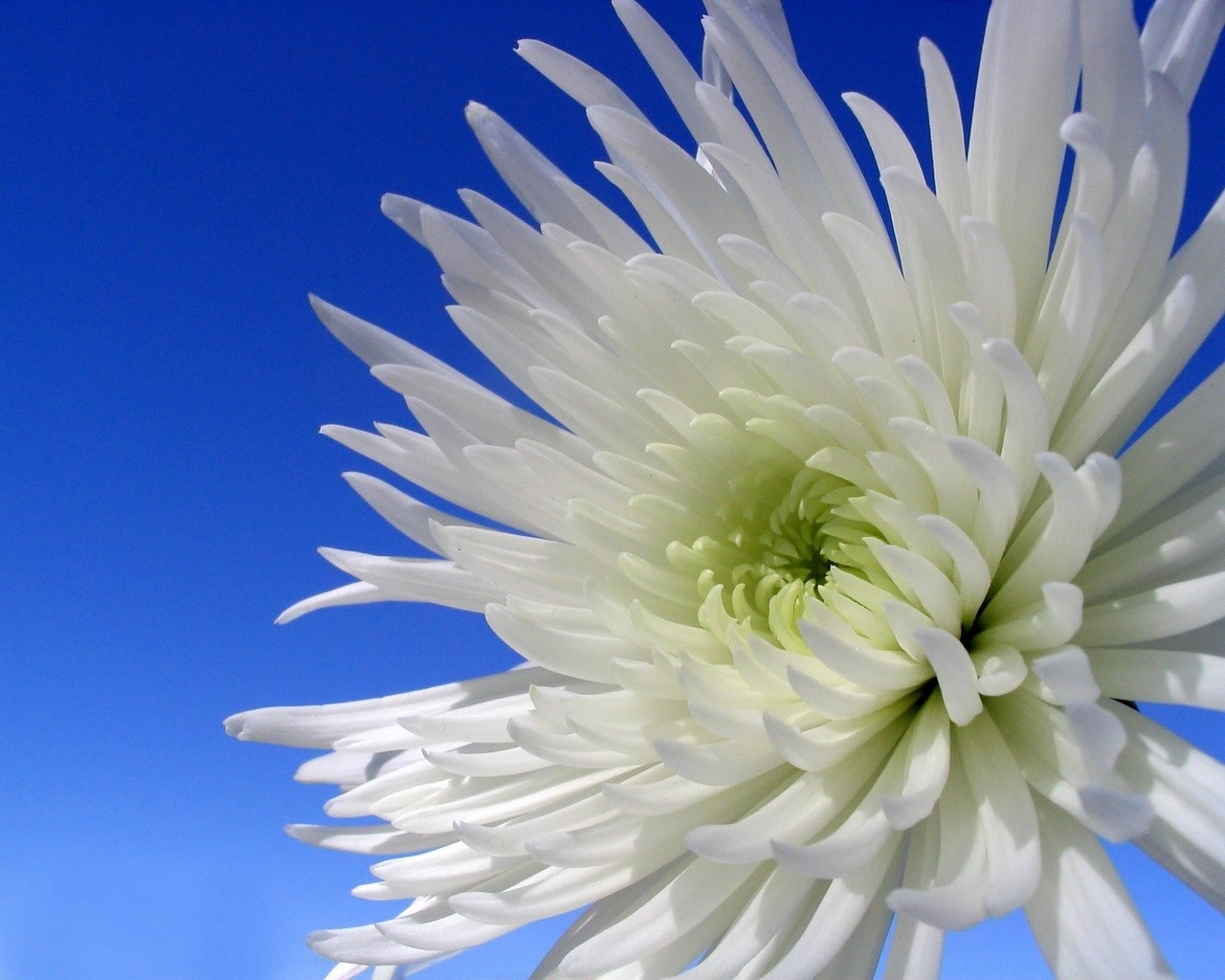 Aster blanco con pétalos afilados