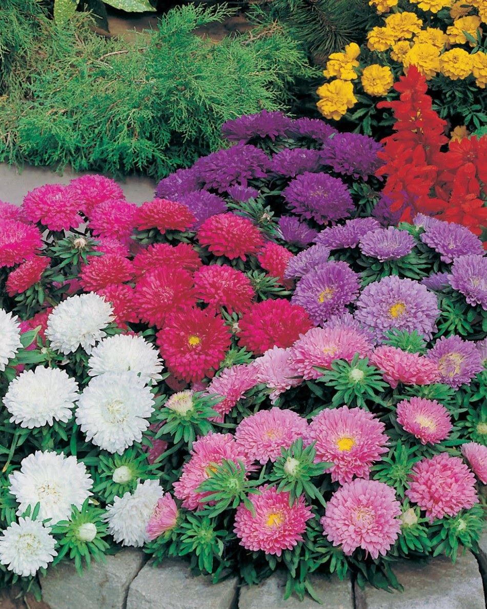 Arbustos de aster multicoloridos em um canteiro de flores