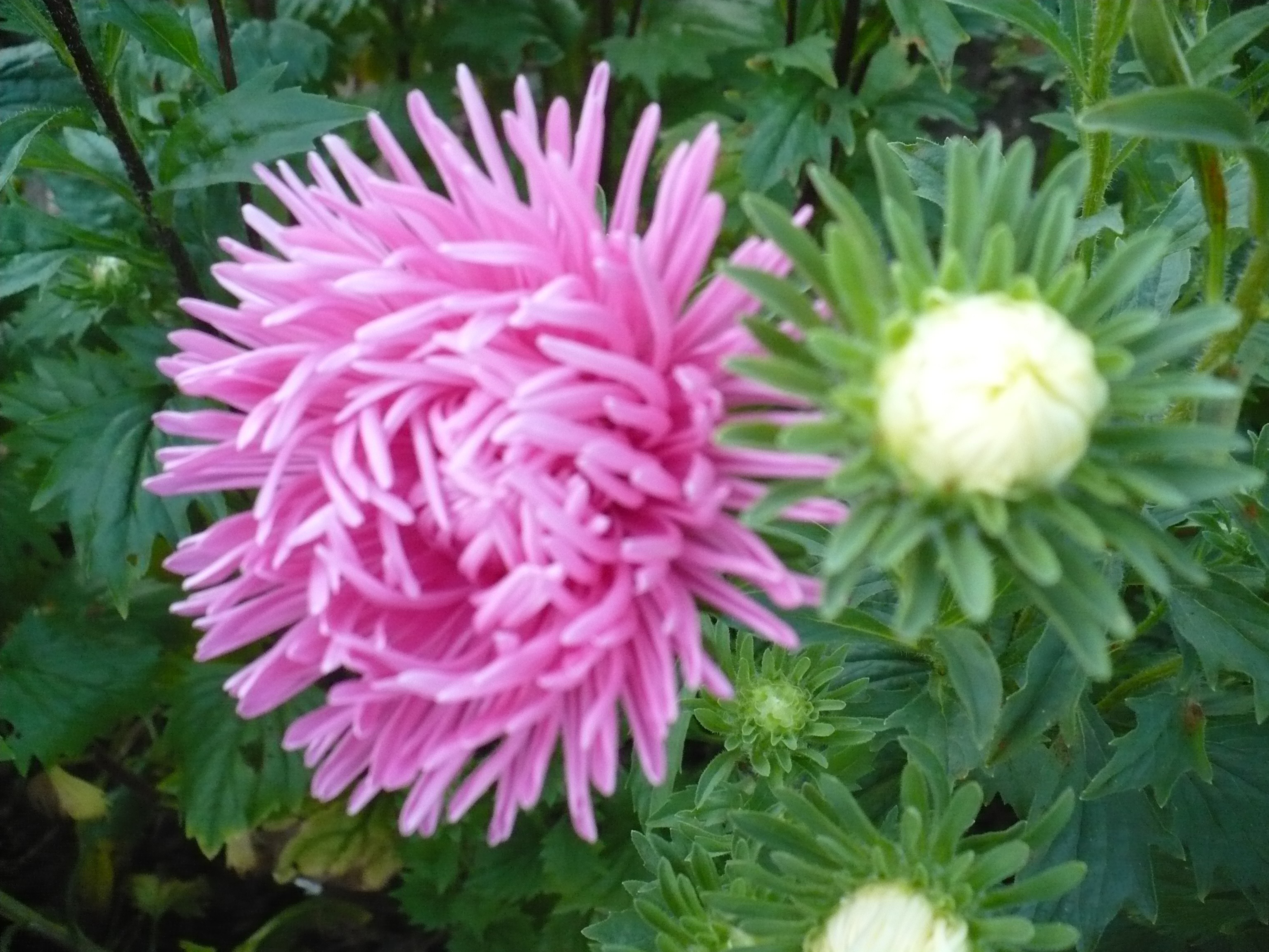 Flor de aster redondeada