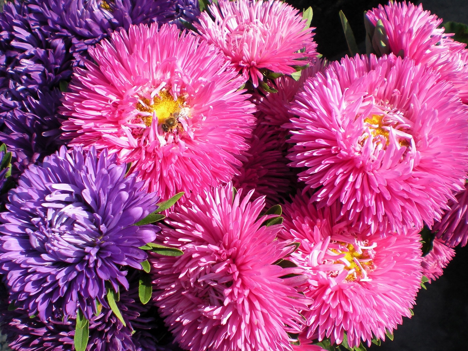 Flores variegadas de ásteres