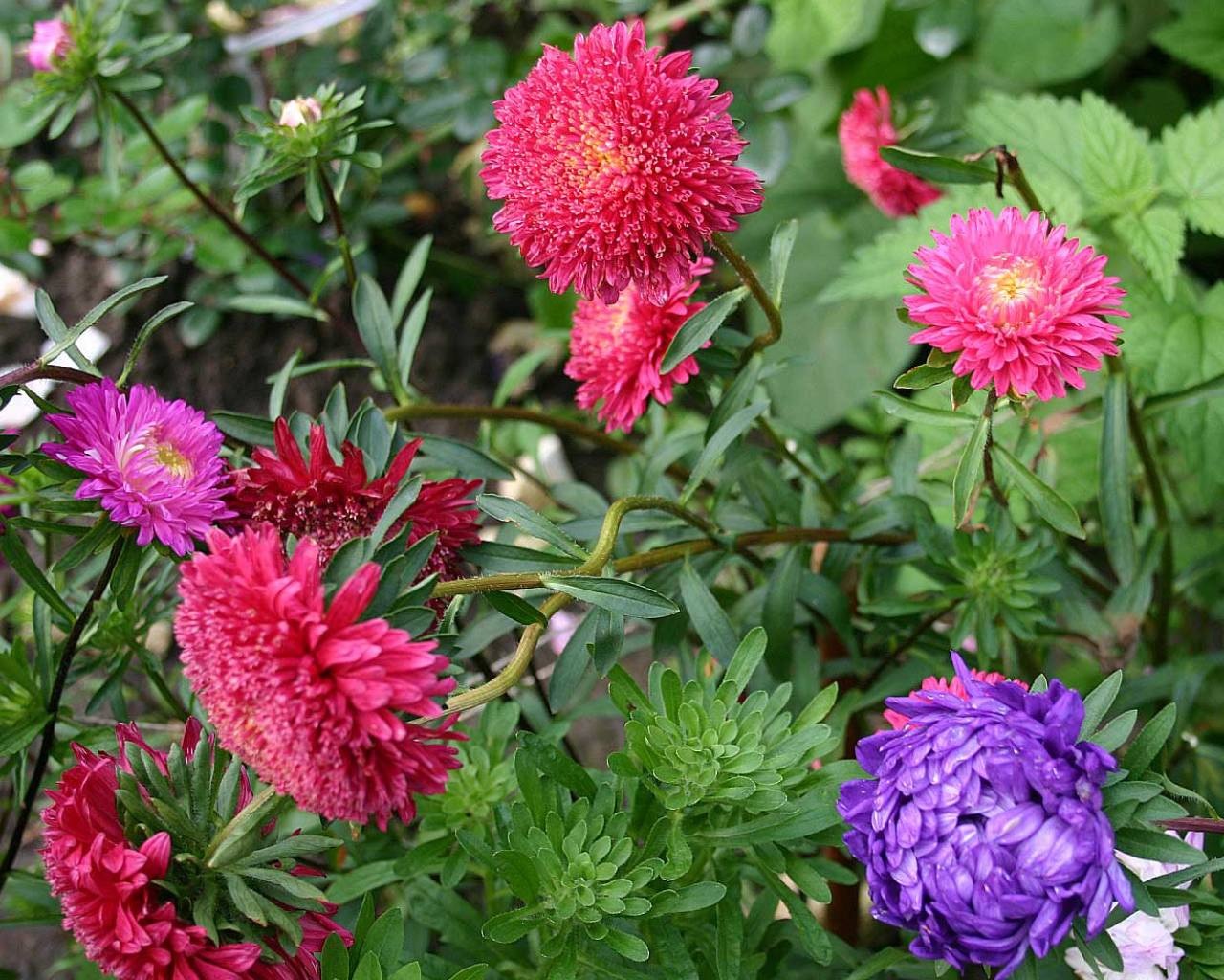 Asters para decorar el sitio.