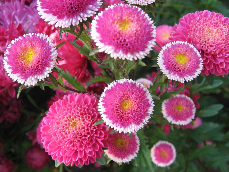 Nenavadno obarvanje aster