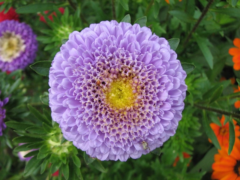 Pétalos de aster tubulares