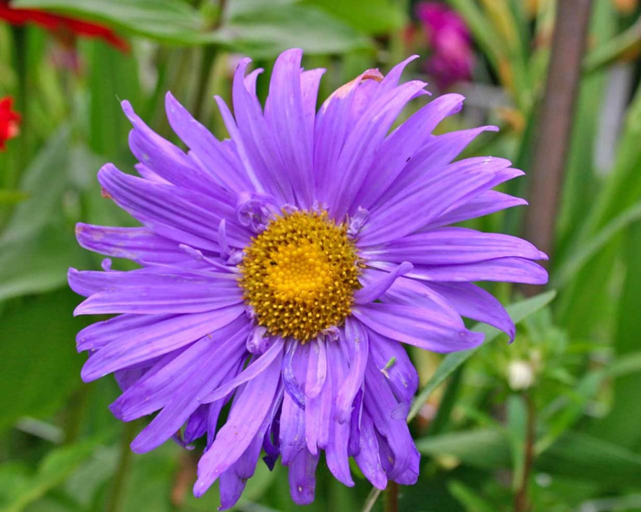 Aster com pétalas lilases