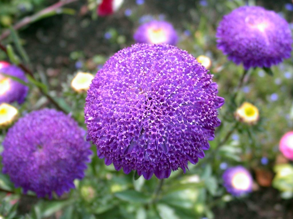 Pétalos de aster tubulares lila