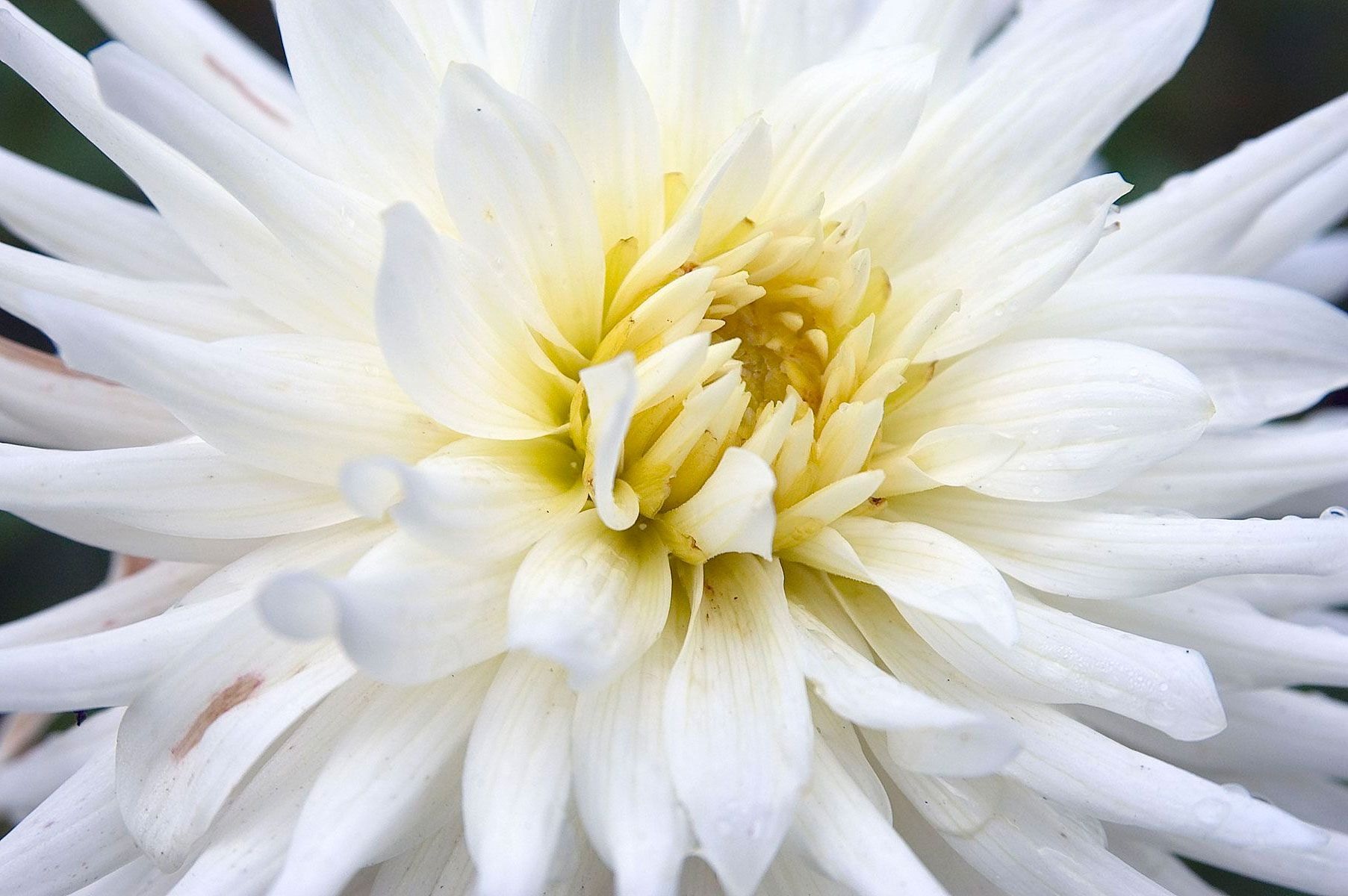Bela aster
