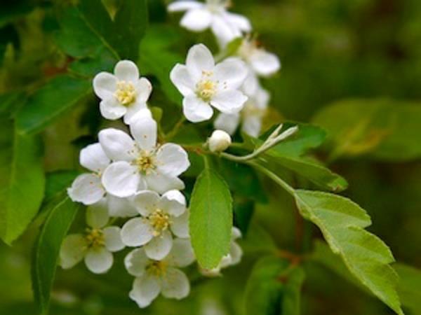 alıç-crataegus-monogyna-çiçekler