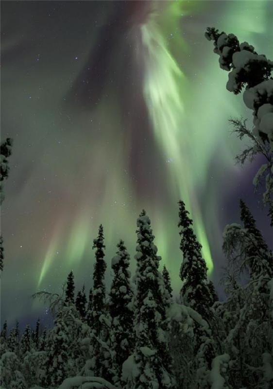 aurora-borealis-aurora-borealis-ormanda-görüş