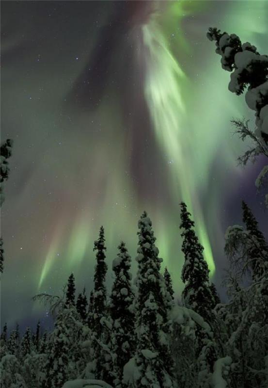 aurora-borealis-aurora-borealis-ormanda-görüş
