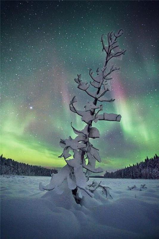 aurora-borealis-yalnız-çam-karda-ve-aurora-borealis