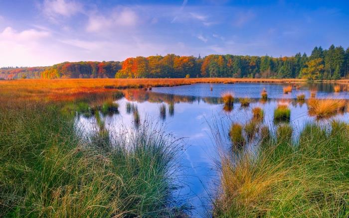 slike ozadij, potoki, zelena trava in rumena barva trave v daljavi