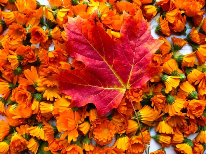 jesen-pokrajina-lepa-ozadje-z ognjiči in javorjevimi listi
