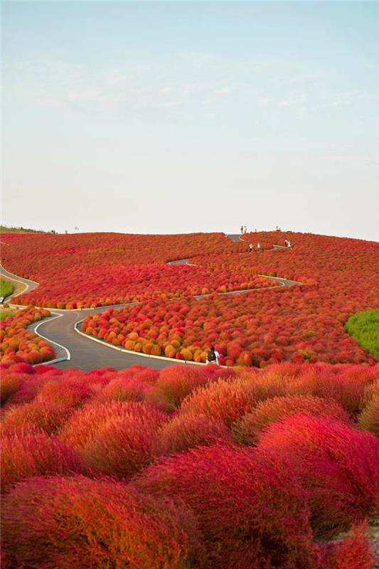 jesen-pokrajina-narava-listi-jesen-modro-nebo-in-rdeča-zemlja-