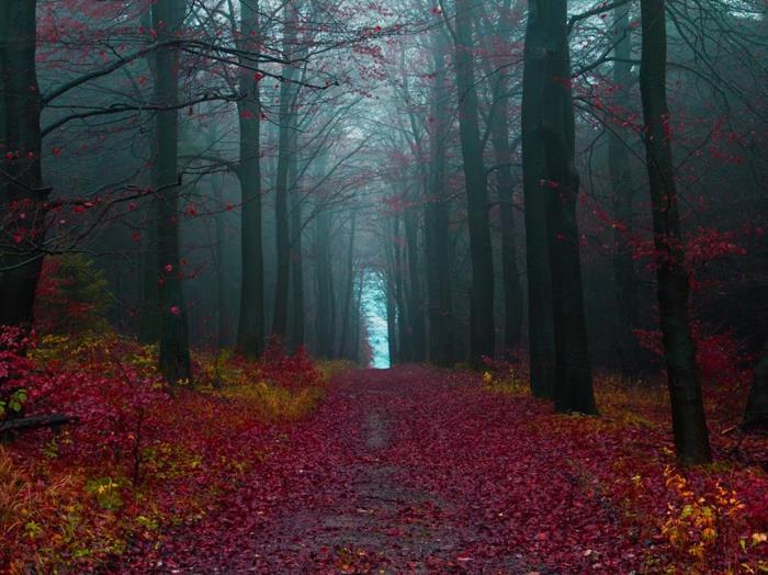 jesen-pokrajina-narava-listi-jesen-temno-gozdna drevesa