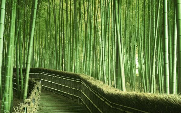 ???? (Bambuko palei laiptus, Saga, Kioto prefektūra, Japonija)
