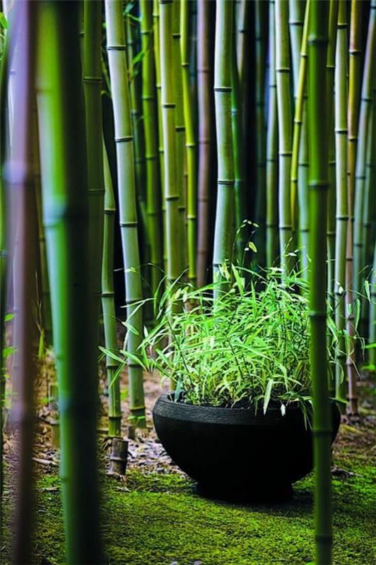 bambus-original-japonski-vrt