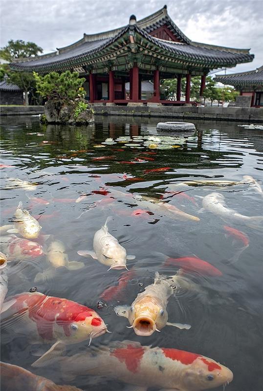koi-karpis-baseinas-japonija