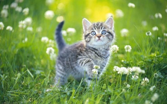 bebek-kedi-yavru-çok şirin-küçük-kedi-sevimli-sevimli-kediler