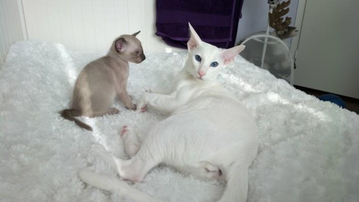 kūdikio katė-Siamo katės-charakteris-Siamo katė-kaina-maža-miela katė