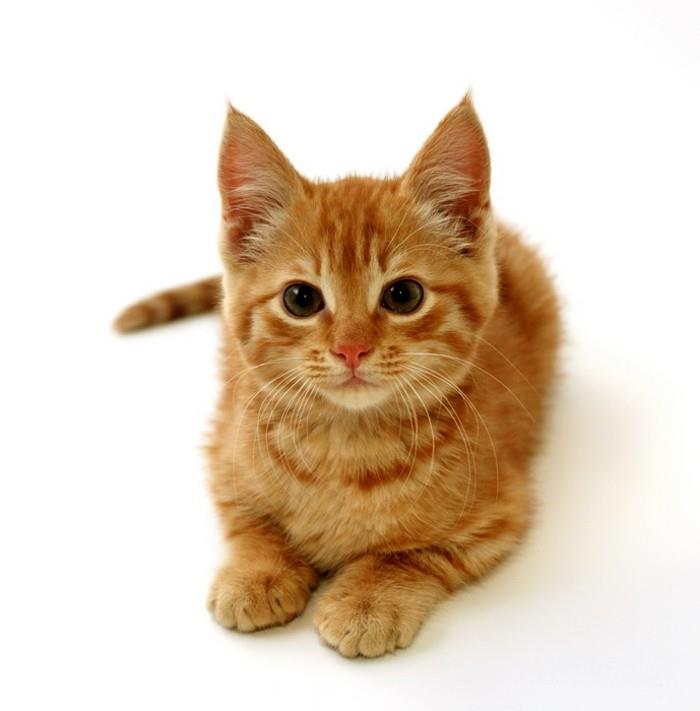 bebek-kedi-şirin-yavru kedi-şirin-boyama-kedi-boyama-yavru kedi