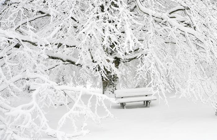 balta žiema, rojaus kraštovaizdis parke žiemą, medis baltomis šakomis, suolas visiškai padengtas sniegu, stebuklinga atmosfera