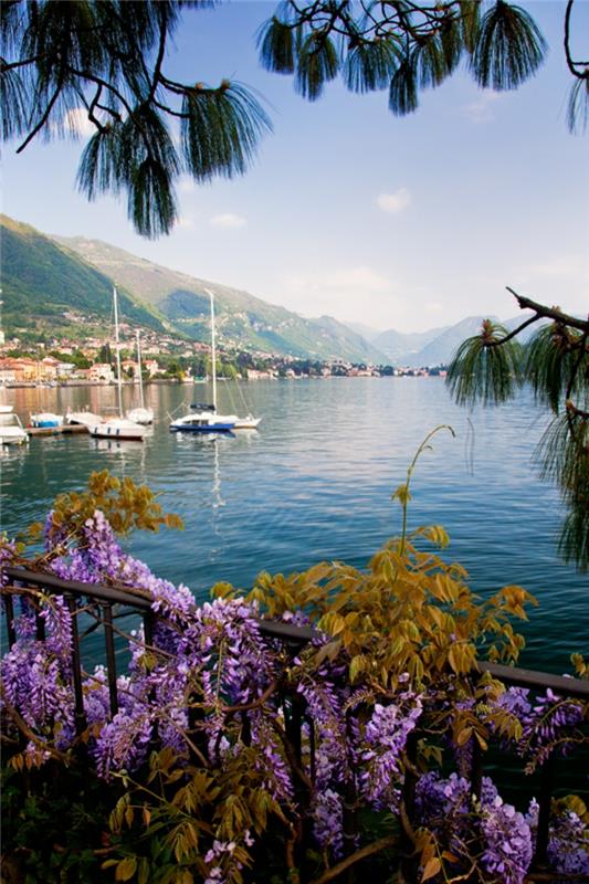Flora ob jezeru uokvirja idealno sceno ob bregu jezera Como. Iz Wiki: Jezero Como je jezero ledeniškega izvora v Lombardiji v Italiji. Jezero Como je bilo že od rimskih časov priljubljeno zatočišče aristokratov in bogatih ljudi ter zelo priljubljena turistična atrakcija s številnimi umetniškimi in kulturnimi dragulji. Ima veliko vil in palač. Trenutno številne slavne osebe imajo ali so imele domove na obali jezera Como. Jezero Como velja za eno najlepših jezer v Italiji.
