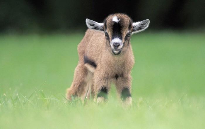 cute-baby-animals-srčkan-image-srčkan-živali