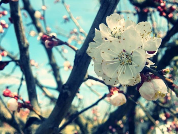 güzel-doğa-bahar-gelir-orijinal-görüntü-çiçek-ağaç-beyaz-terlik