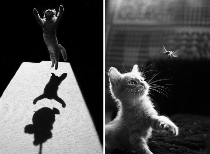 güzel-foto-sanatsal-siyah-beyaz-görüntü-sevimli-yavru kedi