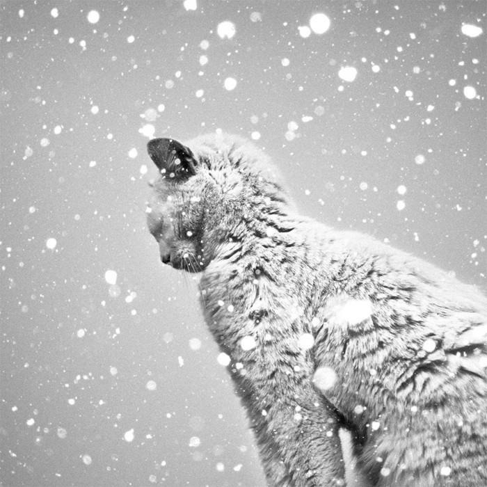 güzel-sanatsal-fotoğraf-siyah-beyaz-görüntü-yavru-on-the-kar