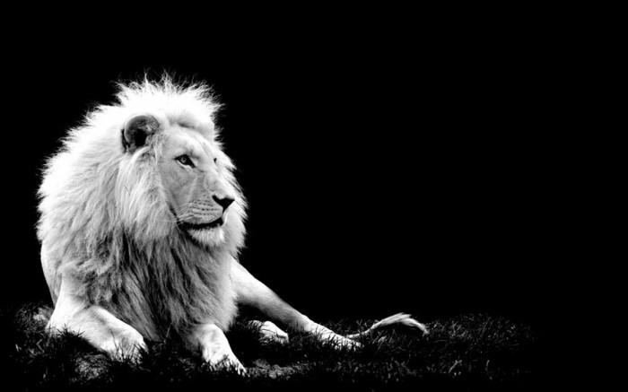 güzel-sanatsal-fotoğraf-siyah-beyaz-görüntü-büyük-kedi-aslan