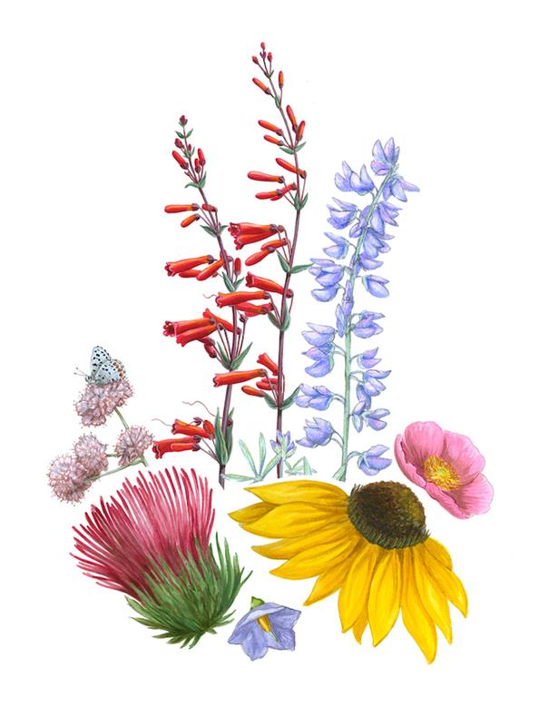 Barvita risba divjih cvetov, naučite se zlahka risati, kako narisati realistično rožo