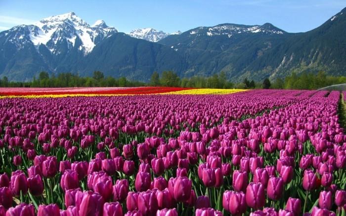 gražūs vaizdai-gėlėtas-peizažas-judantis-foto-gamta-tulpės