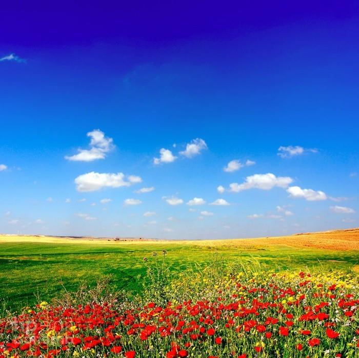 gražūs vaizdai-gėlėtas-peizažas-judantis-nuotrauka-gamta-žalia-raudona-mėlyna